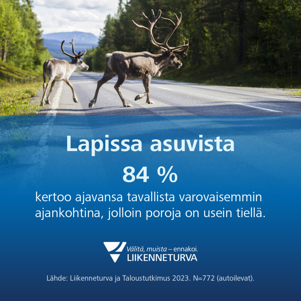 Kuva jossa poroja tiellä ja teksti Liikenneturvan kyselytuloksista: 84 % Lapissa asuvista kertoo ajavansa varovaisemmin porokolarin riskiaikoina.