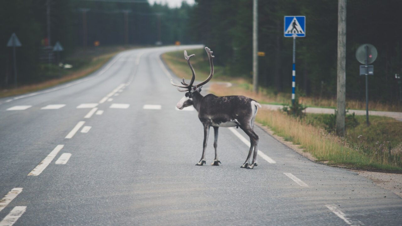 Poro seisoo tiellä suojatien edessä.