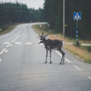 Poro seisoo tiellä suojatien edessä.