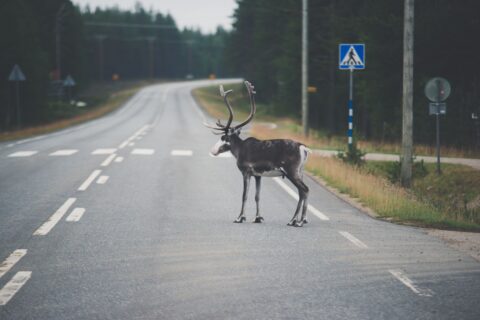 Poro seisoo tiellä suojatien edessä.